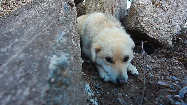 A Labrador-like puppy lies on a concrete slab