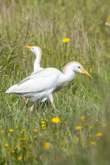 Vertical close-up of a Cattle Egret (Bubulcus ibis) walking through grass and yellow flowers, with another egret blurred in the background. Arrocampo, Spain