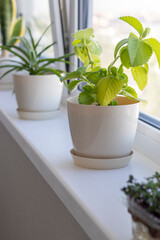 Aesthetic shot of the home pot plants on the windowsill of the modern apartment. Interior