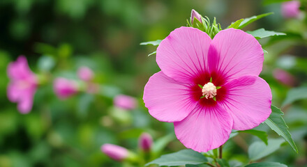 pink flower in the garden, longest blooming flower to keep your garden, pink cosmos flower