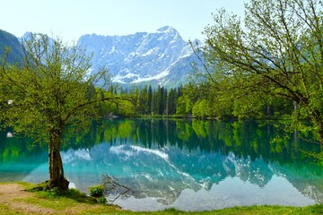 Trees at the shore of lago di fusine inferiore and MAngart mountain peak above in municipality of...