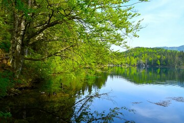 Deciduous, broadleaf tree above the water of lago di fusine inferiore in municipality of Tarvisio in Italy