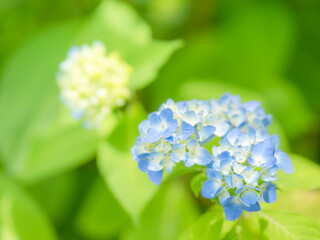 梅雨から初夏の公園や花壇を彩るアジサイのある風景。自然風景素材。
