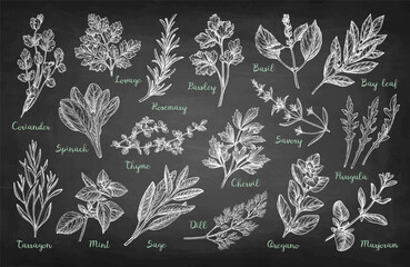 Collection of Chalk Herb Sketches