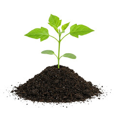 Young Green Plant Growing in Fresh Soil on Neutral Background &ndash; Concept Image Representing Growth, Sustainability, Ecology, and New Beginnings