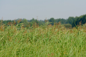 A patch of tall green grass with fluffy beige seed heads