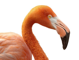 Flamingo Head Close Up Realistic Style Transparent Background