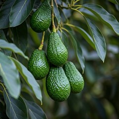  Avocados on a tree surrounded by dark green leaves.