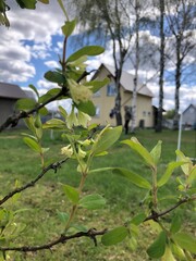 Small white flower buds and fresh green leaf emerge on a branch