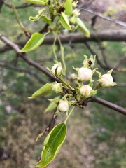 Small white flower buds and fresh green leaf emerge on a branch