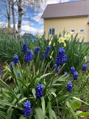 Spring flowers muscary 