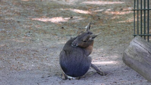A single Patagonian Mara in focus: Short clip
