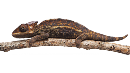 A brown chameleon resting on a dry twig isolated on transparent background. PNG