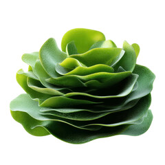 Fototapeta premium Abstract Green Plant, Layered Leaves, Natural Texture, Botanical Rose