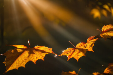 Autumn leaves in in the rain