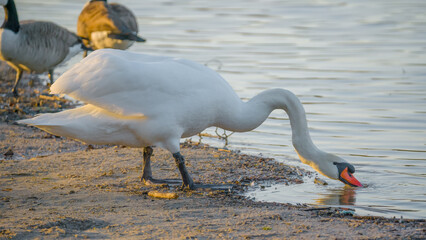 White swan drinking on a lake shore
