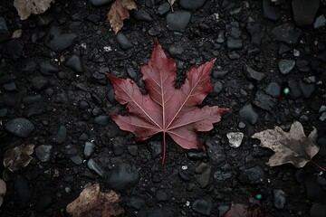 Vibrant red maple leaf resting on dark pebbles, showcasing autumn's beauty in nature