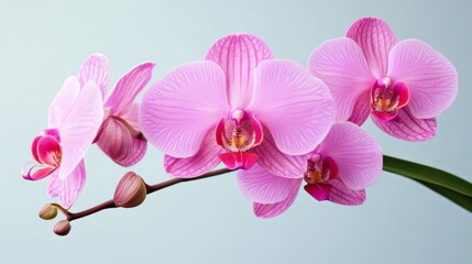 Obraz premium Pink Phalaenopsis Orchid Close Up