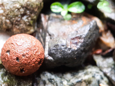 Close-up of hydroton among the rocks. Wet from rain. Photo taken in the garden during the day.