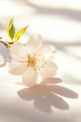 Fototapeta premium A delicate cherry blossom showcasing its beauty and intricate details in soft light.