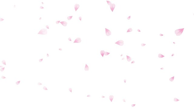 Falling Sakura Petal leaves graphic animate Alpha background