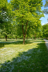 Pathway along a spring flowers meadow in a grove with flowering chestnut trees. Local recreation...
