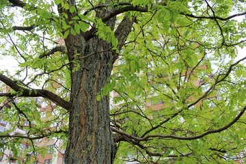 tree in spring, Green fresh leaves bloom on the branches of an acacia tree in spring 