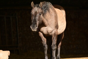 Headshaking beim Pferd, Portrait eines dunklen Pferdes das den Kopf auf und ab bewegt © Grubärin