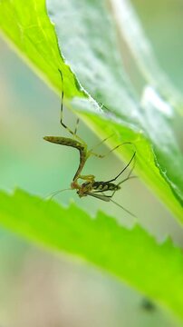 Polyspilota aeruginosa, common name Madagascar marbled mantis, is a species of praying mantis native to Africa. Insect macro video.