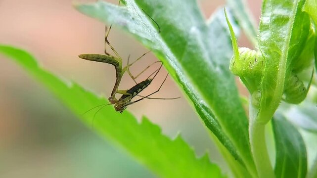 Polyspilota aeruginosa, common name Madagascar marbled mantis, is a species of praying mantis native to Africa.