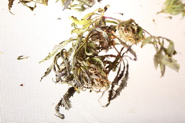 drying cannabis plant close up