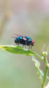 Calliphora vomitoria, also known as the aro or blue langau, is a species of langau in the family Calliphoridae. This species is the type species of the genus Calliphora. Insect macro video.