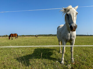 Obraz premium A white horse stands near the camera looking curiously, while a brown horse grazes in the background. The setting is a vast green meadow under a bright blue sky