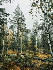 Obraz premium Serene Forest Path in Autumn