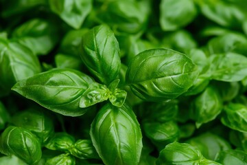Obraz premium Lush, green basil leaves clustered together, displaying textures and vibrant color with detail