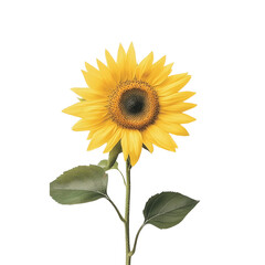 Vibrant sunflower cutout nature environment transparent floral design close-up viewpoint for artistic display