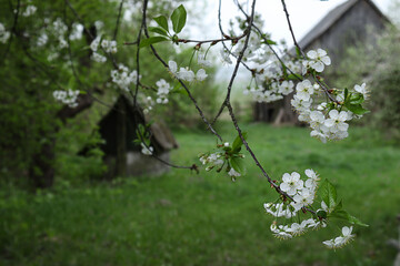 Spring landscape: branches of blossoming sakura against the background of a village well and wooden buildings