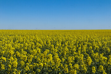 Blooming yellow field against blue sky on a clear day