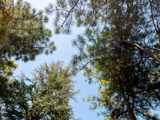 Fototapeta premium Bottom view of a pine trees in a forest