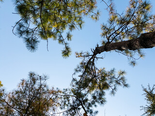 Bottom view of a trees in a forest