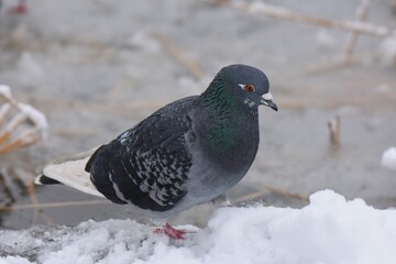 Winter landscape with frozen lake and birds, reeds covered with hoarfrost, misty weather