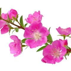 A Vibrant Display of Hot Pink Wild Roses in Full Blooming Glory