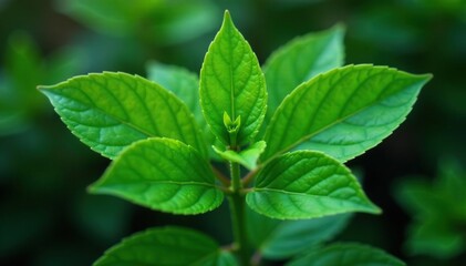 Symmetrical leaf arrangement on a plant stem, showcasing natural repetition, background, symmetry, texture