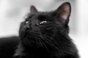 Sick black and white cat showing third eyelid during veterinary examination, close up of unhealthy...