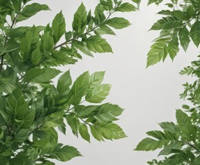 Fototapeta premium Vibrant green leaves, crisp detail, white background, greenery, botany, graphic
