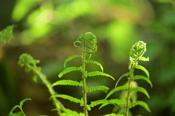 Junger Wurmfarn in der Frühlingssonne