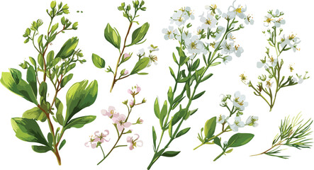 Set watercolor elements of pink roses; collection garden flowers; leaves; branches. Botanic Wedding floral design. Collection of greenery leaf plant forest herbs tropical leaves.	