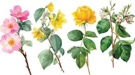 Watercolor spring blossom frame on white background, Tulips flowers isolated on transparent background