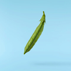 Fresh raw ripe Pods of Green Peas falling in the air isolated on blue background. Food levitation...