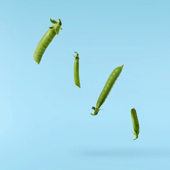 Fresh raw ripe Pods of Green Peas falling in the air isolated on blue background. Food levitation...